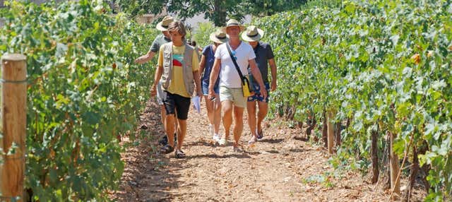 Sitges Malvasía Visitors' Centre Tour