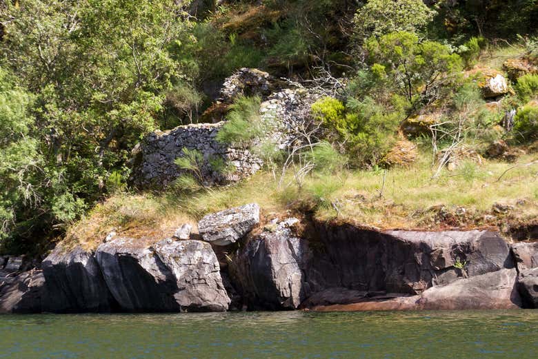 Vegetación en la orilla del río Sil