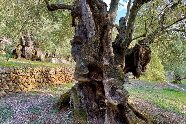 Contemplando un olivo 