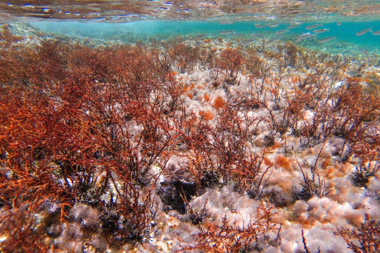 Contemplez la flore aquatique
