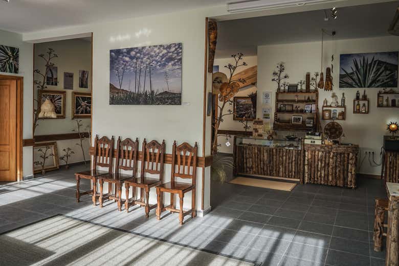 Uncover the wonderful world of Agave wood