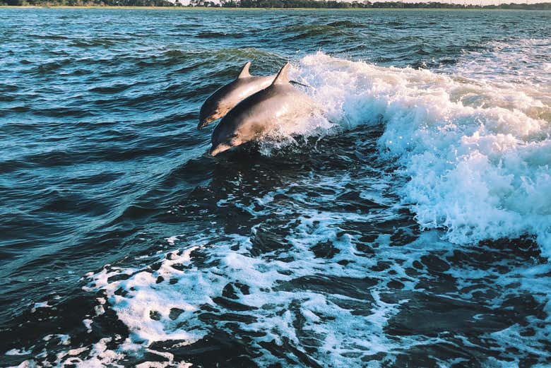 Delfines haciendo sus particulares piruetas