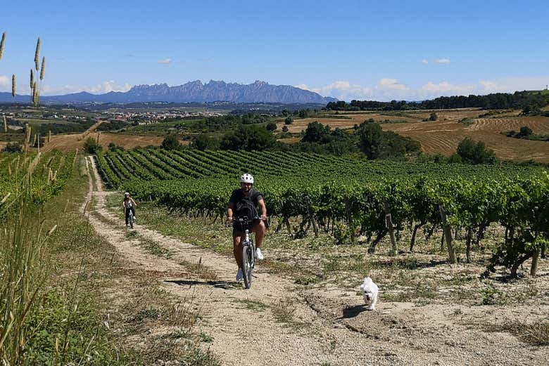 Descobrindo as paisagens do Penedès de bicicleta