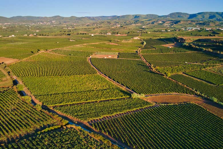Vista aérea dos vinhedos do Penedès