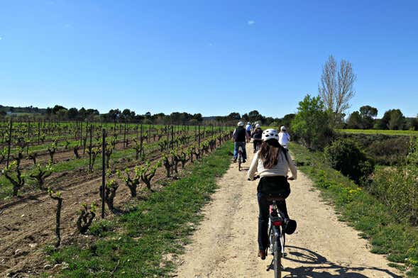 Tour de bicicleta pelos vinhedos do Penedès