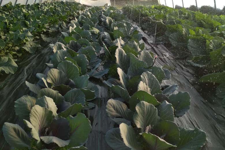 Visita a una huerta ecológica