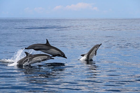 Observation de dauphins et de baleines