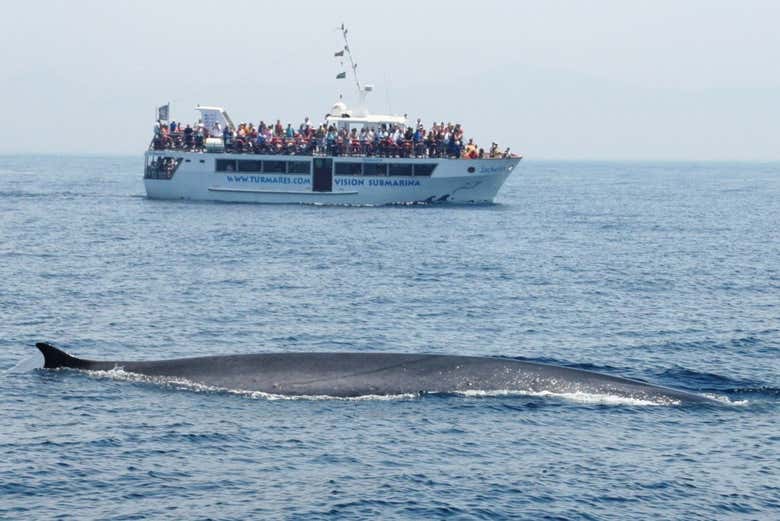 Rorqual commun