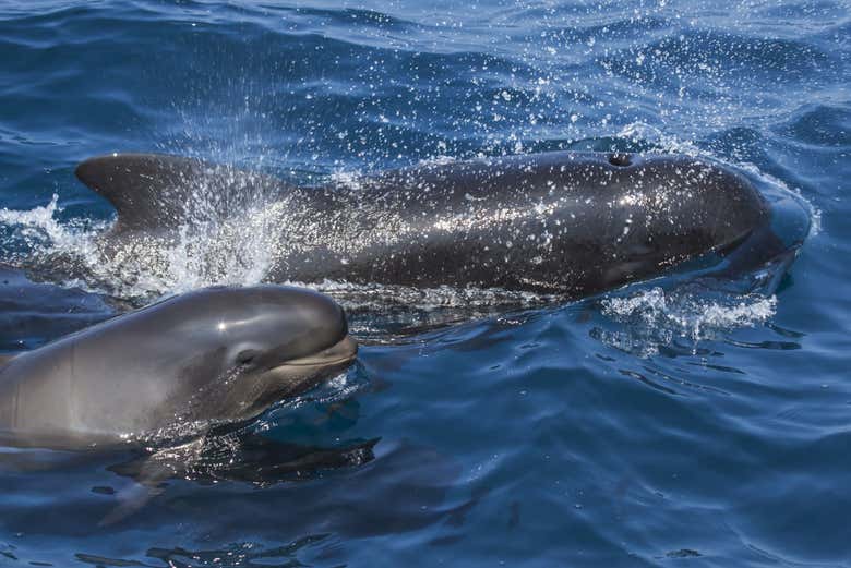 Baleine-pilote