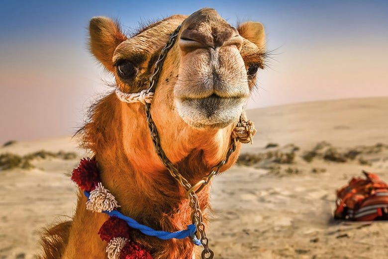 Conociendo a un simpático camello