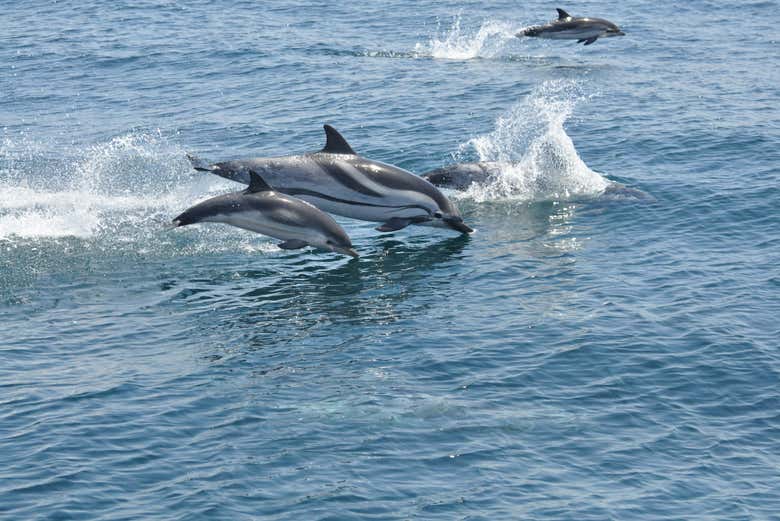 Delfines en Gibraltar