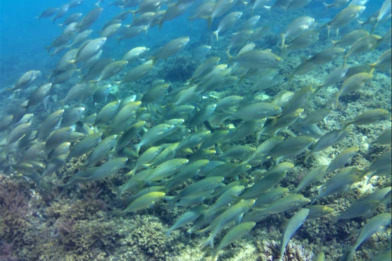 Un banco de peces