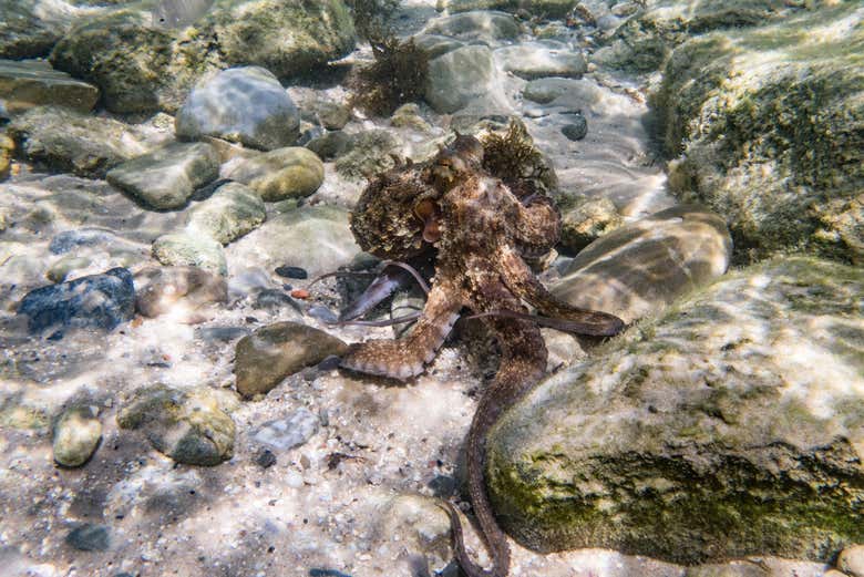 Un pulpo en las aguas del Estrecho