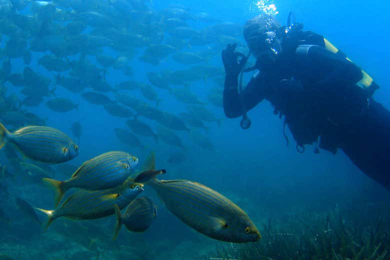 Disfrutando del bautismo de buceo en Tarragona