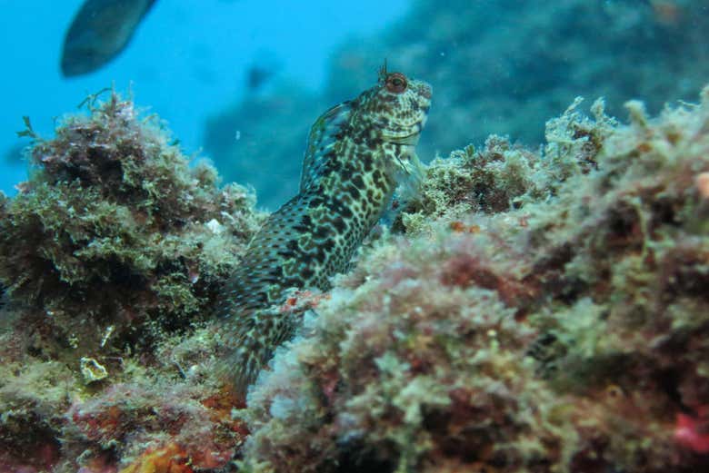 The seabed of Tarragona