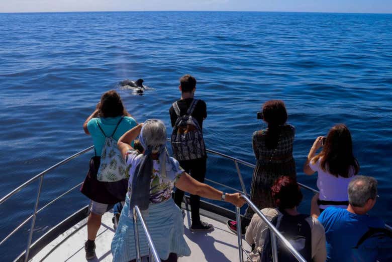 Contemplando los cetáceos desde el barco