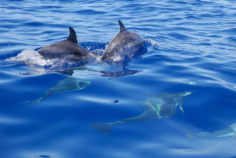 Dauphins