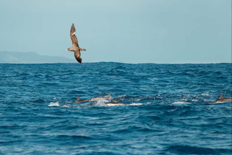 Observation de cétacés à Tazacorte