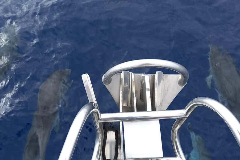 Dauphins nageant près du voilier