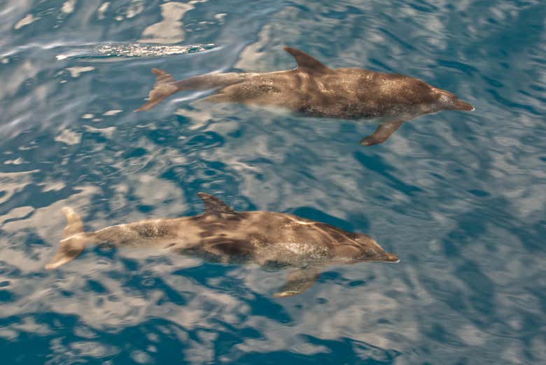 Profitez de l'observation des dauphins