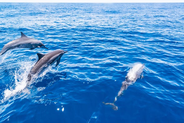 Avistamento de baleias e golfinhos em barco com fundo de vidro