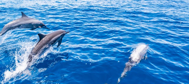 Avistamiento de ballenas y delfines en barco con fondo de cristal