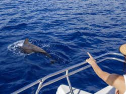 Balene di Tenerife