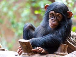 Chimpancé en Loro Parque