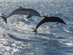 Delfini della Costa de Adeje