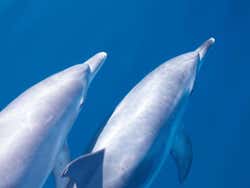 Delfini