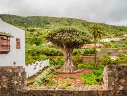 Drago milenario