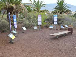 Flora del sito archeologico