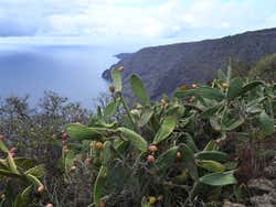 Higos chumbos en El Hierro