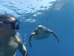Snorkeling con le tartarughe a Los Cristianos