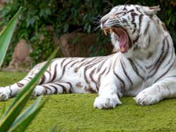 Tigre de bengala en Tenerife