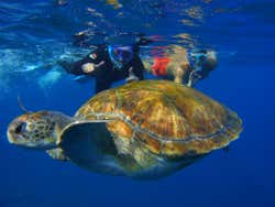 Snorkeling a Los Cristianos