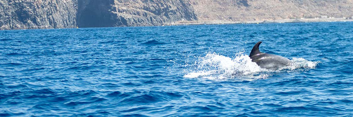 Avvistamento di cetacei