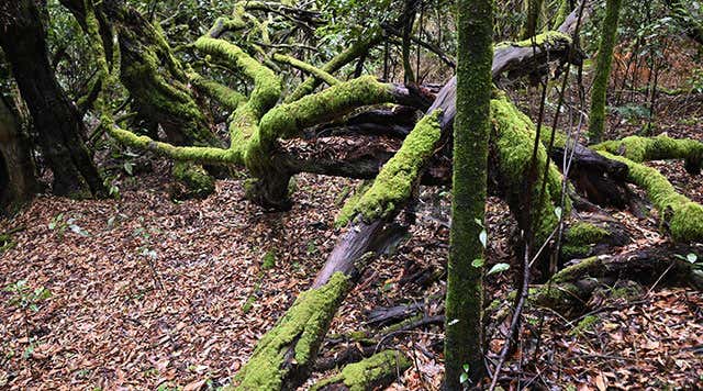 10 Lugares imprescindibles de La Gomera: pura naturaleza