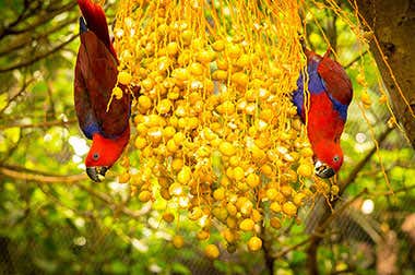 Loro Parque