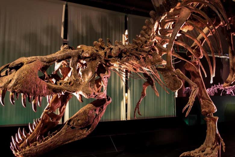 Exposição paleontológica no Dinópolis Teruel