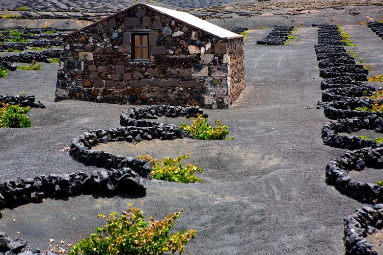 Una de las bodegas de los viñedos de La Geria