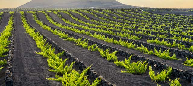 Tour por los viñedos del volcán Guardilama + Cata en las Bodegas Rubicón