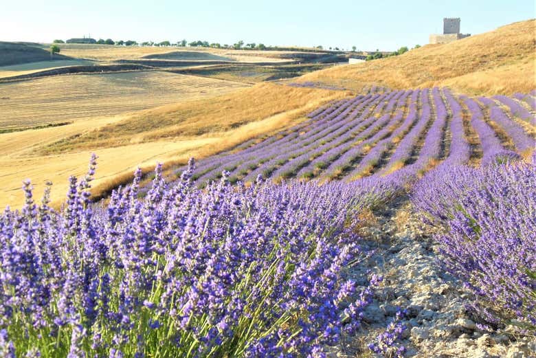 Campos de lavanda em Tiedra