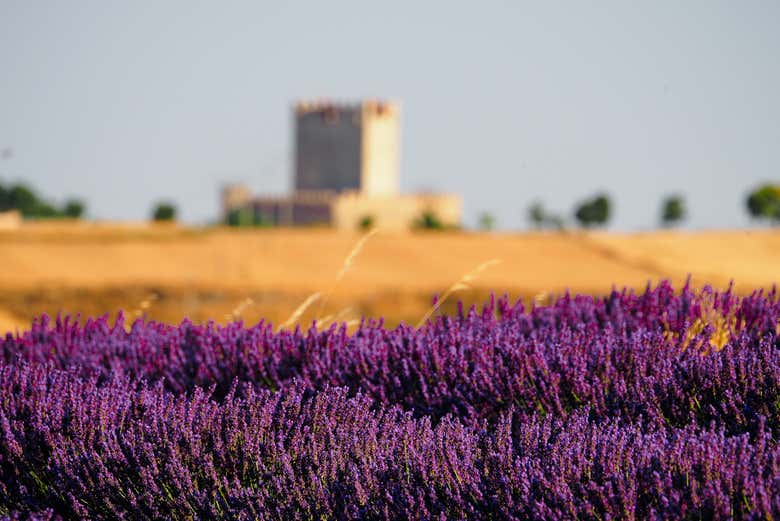 Paisajes de lavanda en Tiedra