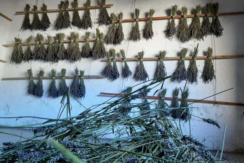 Raminhos de lavanda tratada