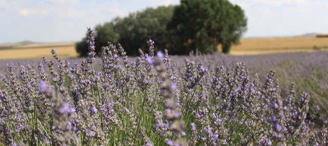Tour de la lavanda por Tiedra