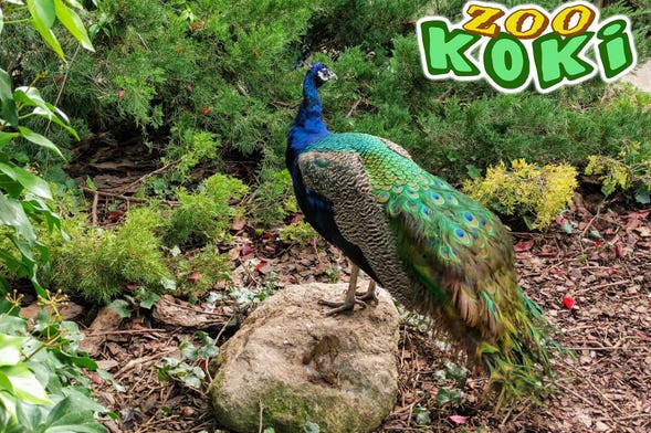 Biglietti per lo Zoo Koki