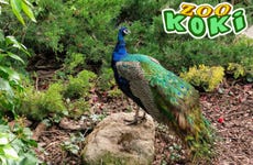 Entrada al Zoo Koki