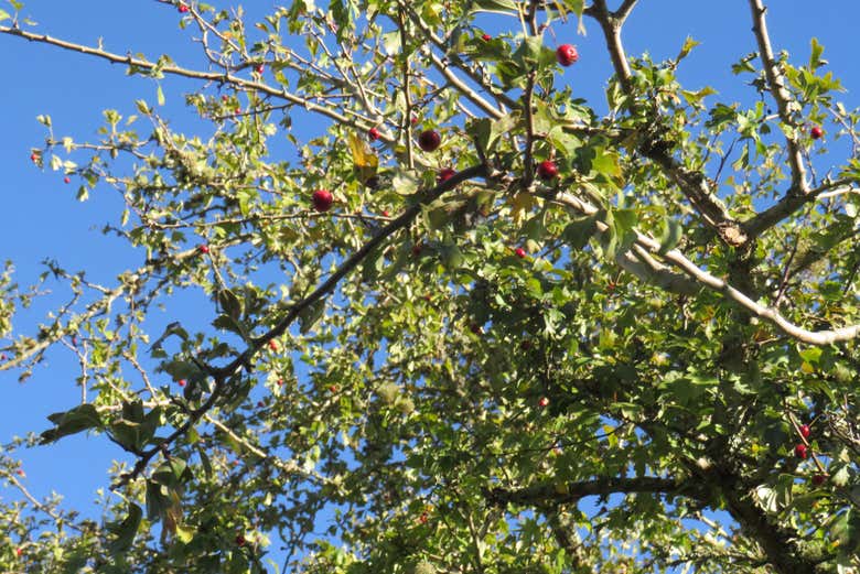 Veremos distintas especies botánicas singulares