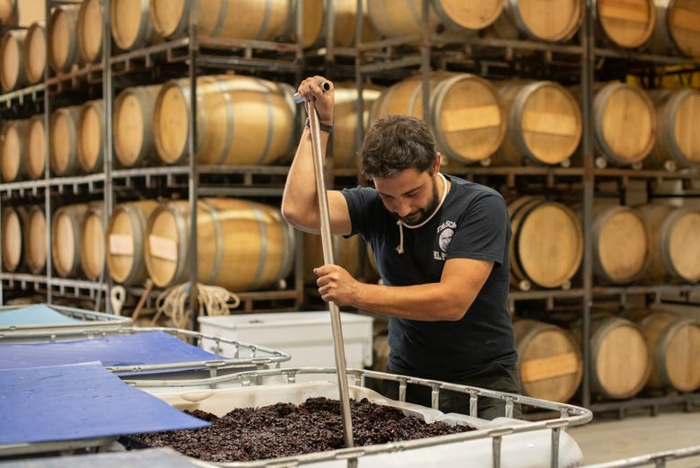 Harvest at Bigardo winery